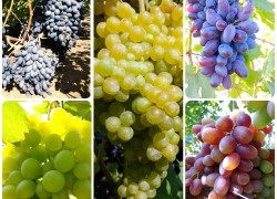 Какая морозостойкость сортов винограда? 