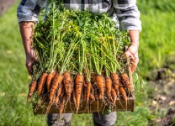 Для хорошего урожая моркови надо… 
