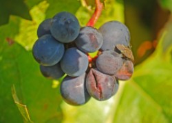Можно ли бороться с растрескиванием ягод винограда 
