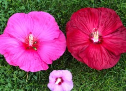 Цветки-панамки травянистого гибискуса 