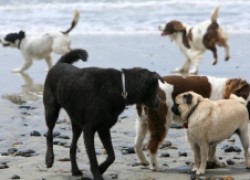 Побеги собак на «собачьи свадьбы» и травмы, ассоциированные с ними 