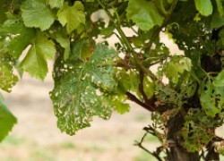 7 советов, как победить грибковые болезни винограда 