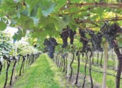 Схема размещения кустов на винограднике 