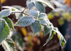 Как защитить растения от весенних заморозков 