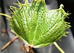 Аномальные симптомы на листьях винограда 