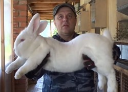 Дмитрий Провалов: Какую породу кроликов выбрать для разведения на мясо 