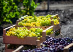 Маленькие секреты большого урожая винограда 