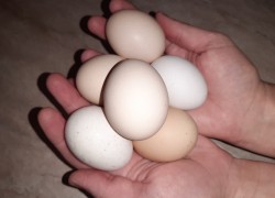 Сколько дней можно хранить инкубационные яйца 