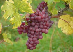 Болезни винограда, их описание и способы борьбы с ними 