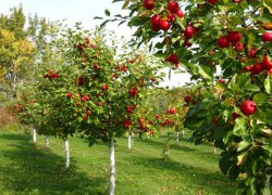 Почему опадают зеленые яблоки 