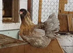 Амераукана – порода кур, несущая голубые яйца 