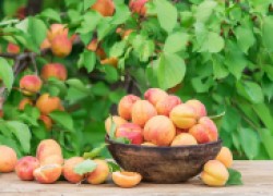 Абрикос и персик: к южанам подход особый 