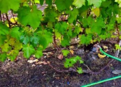 О поливах винограда и урожайности 