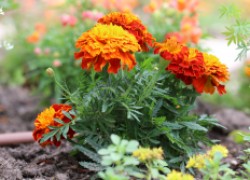 Бархатцы в саду: польза, популярные сорта и выращивание неприхотливых цветов 