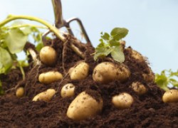 По картофелю определяем признаки нехватки питательных веществ 