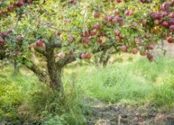 Как сохранить старую яблоньку 