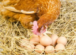 Почему куры клюют яйца 