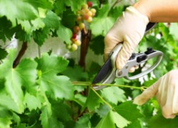 Проводим зеленые операции на винограднике 