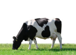 Лучшие молочные породы коров 