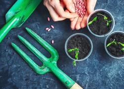 Импортозамещение семян на грядке: выращиваем все свое 