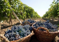 Проблемы выращивания винограда 