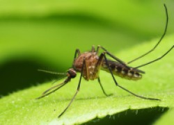 Экологичные способы избавления от комаров 
