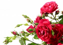Одиннадцать сортов сногсшибательно цветущих плетистых роз 