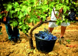 Чем защитить виноград во время сбора урожая 