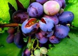 Есть проблема – растрескивание ягод винограда 