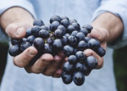 Начал размягчаться виноград: что делать? 