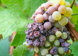Чем сейчас защитить виноград от болезней 