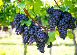 Через сколько лет виноград начинает плодоносить 