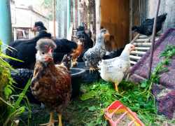 Птичий грипп: как помочь курам 