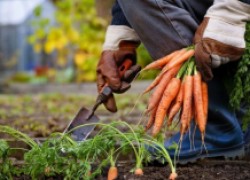 Как понять что пора копать морковку 