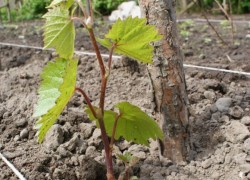 Как сделать почву на винограднике живой 