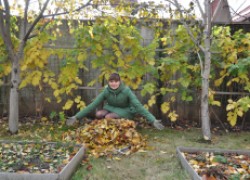 Что надо успеть сделать в саду осенью 