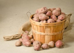 Хранение семенного картофеля 