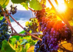 Солнце для сушки винограда 