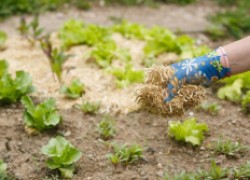 Использование опилок в саду, огороде и теплице 