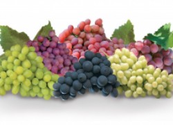Как читать описание сортов винограда 
