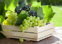 Как успешно сохранить столовый виноград 