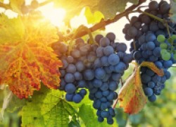 Виноградные тонкости осенью 