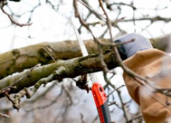 Главные ошибки при обрезке деревьев 