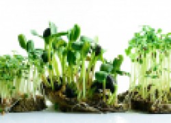 Почему микрозелень полезнее овощей 