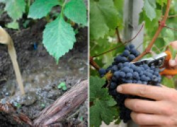 Внекорневые подкормки винограда – польза или вред? 