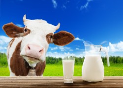 Как применять молоко в огороде: борьба с вредителями и болезнями, удобрение растений 
