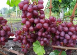 Новинки на винограднике 