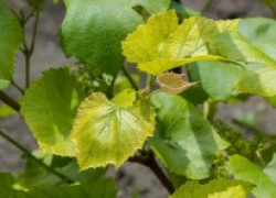Возможные проблемы на винограднике весной 