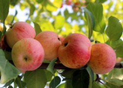 Сорта медовых яблочек для Средней полосы 