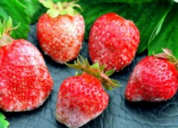 Путеводитель по болезням ягодных культур: распознаем и принимаем меры 